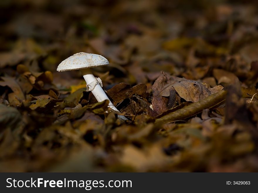 A lone white mushroom amidst brown fallen leaves .