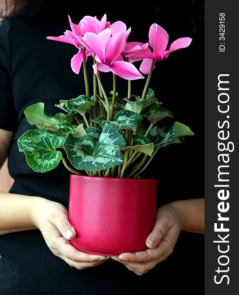 Cyclamen plant care in spring time