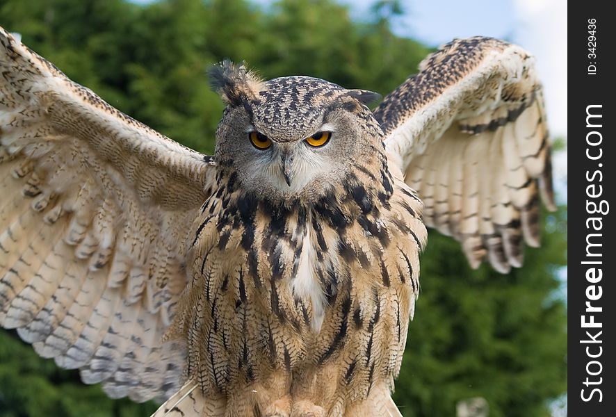 Close up of eagle owl spreading its wings