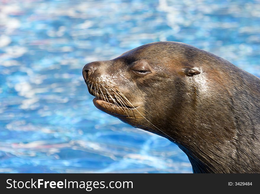 Nice and dangerous fur seal lives in zoo. Nice and dangerous fur seal lives in zoo.