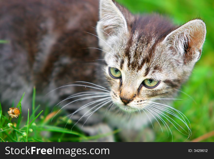 Kitten in the grass