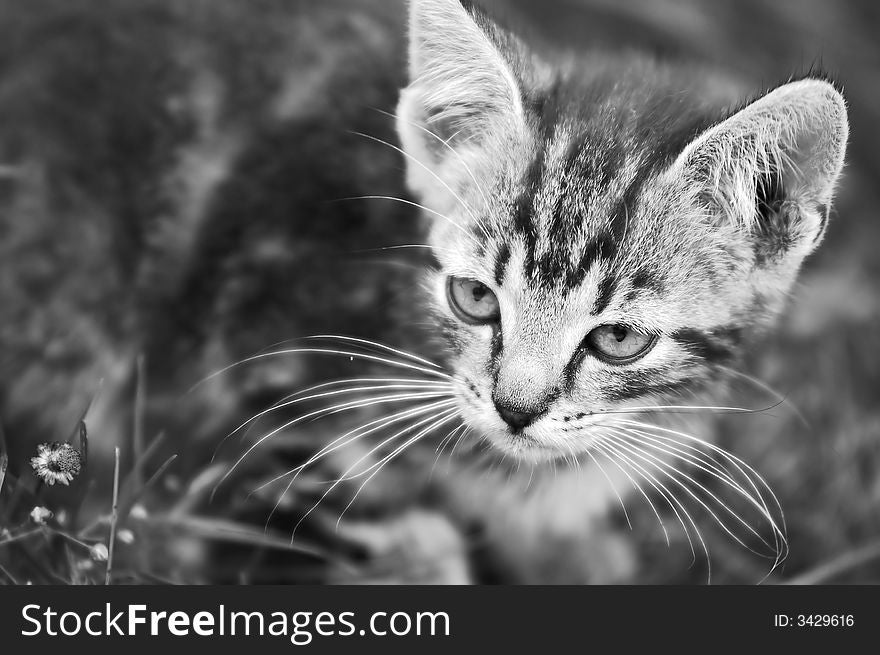 Adorable kitten in the grass. Black and white version