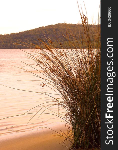 Long Grass by a lake in New South Wales, Australia. Almost sepia in colour, due to sunset. Focus on grass by the shore of the lake. Long Grass by a lake in New South Wales, Australia. Almost sepia in colour, due to sunset. Focus on grass by the shore of the lake