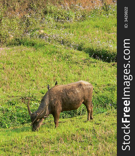 Burma (Myanmar) Buffalo & Grub Birds