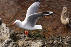 Wild Tasmanian Duck And Seagull Stock Image Wild Tasmanian Duck And Seagull Stock Image