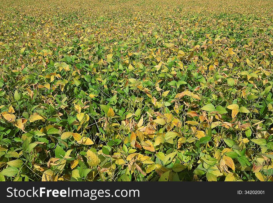 Soybean plants in late summer, early autumn. Soybean plants in late summer, early autumn.