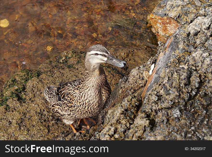 Wild Tasmanian duck drawn to the rocks to retrieve some bread. Section of the River Derwent, Southern Tasmania. Wild Tasmanian duck drawn to the rocks to retrieve some bread. Section of the River Derwent, Southern Tasmania