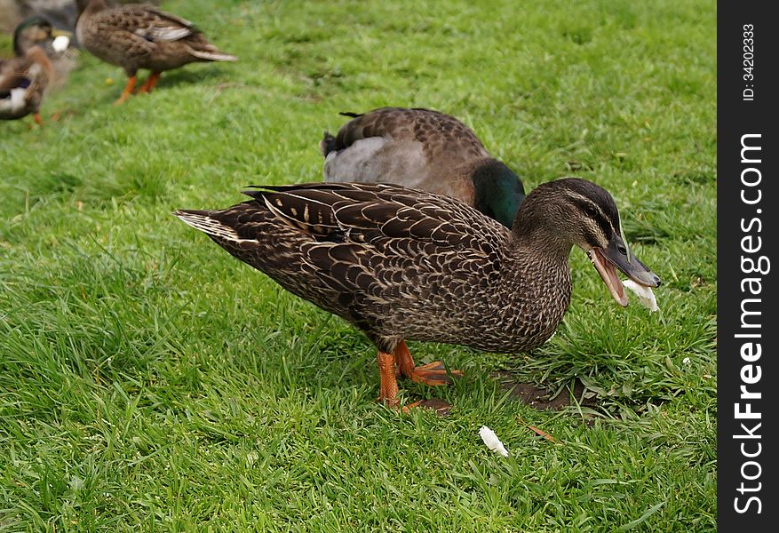 Wild Tasmanian duck eager to catch and eat some bread beating his mates to it. Wild Tasmanian duck eager to catch and eat some bread beating his mates to it.