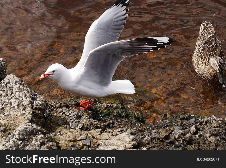 Wild Tasmanian Duck and Seagull