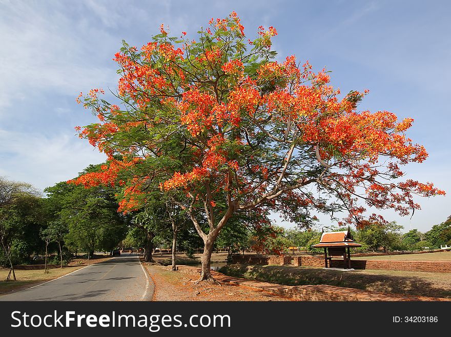 Royal poinciana tree along the road