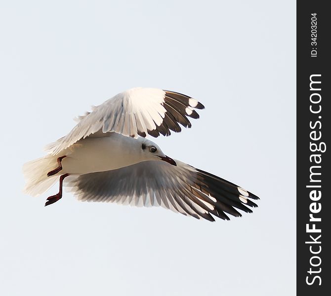 Flying seagull on sky background