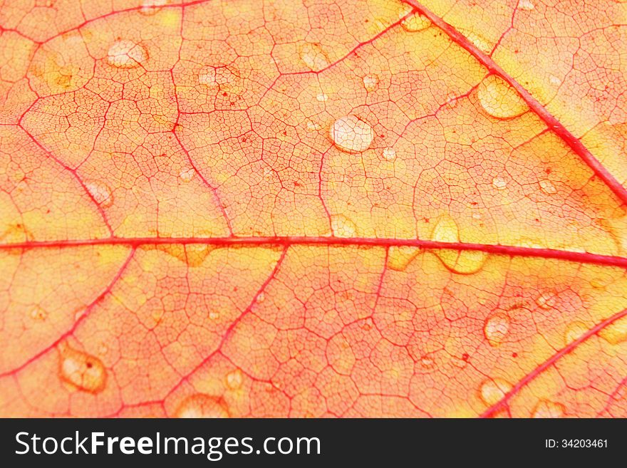 Leaves with drops of water on white background. Leaves with drops of water on white background