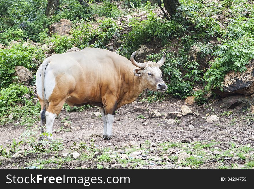 Bos javanicus, banteng - a wild ox