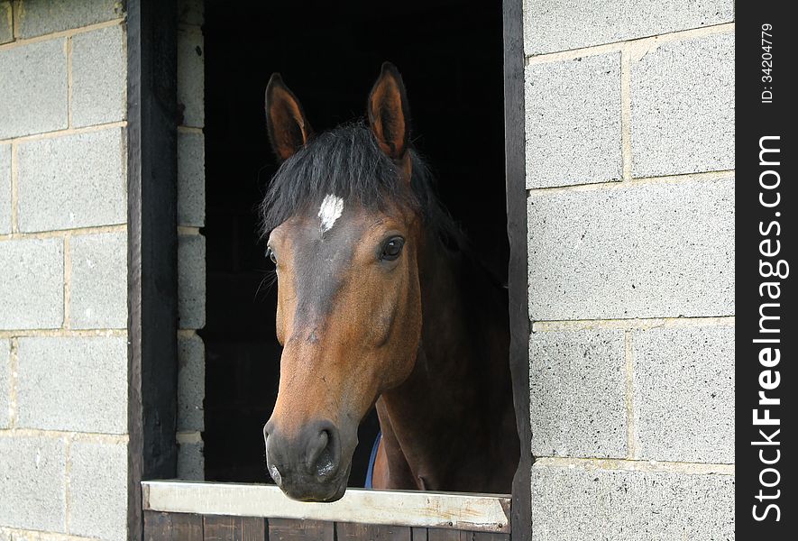 A Lovely Horse Looking out of a Stable Door. A Lovely Horse Looking out of a Stable Door.
