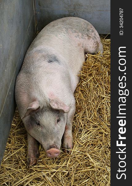 A Large Pig Laying on Straw in a Metal Pen. A Large Pig Laying on Straw in a Metal Pen.