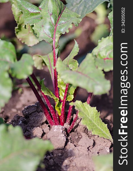 Bolt resistant variety Boltardy beetroot plant in the garden
