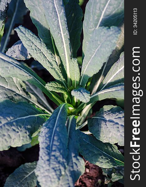 Italian 'Black Tuscan' crunchy kale variety. Italian 'Black Tuscan' crunchy kale variety