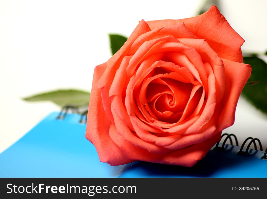 The Extreme macro shot of a pink rose in partial bloom.