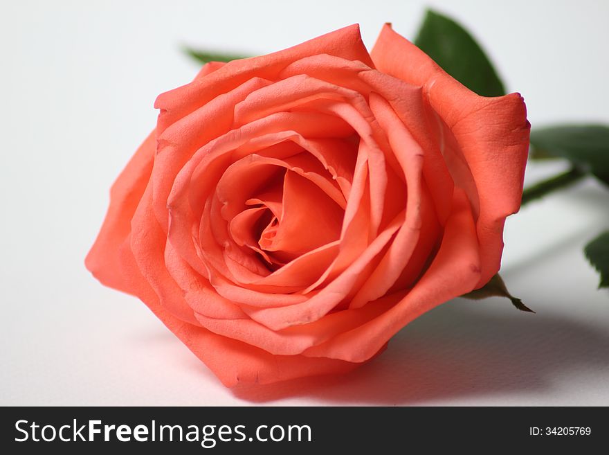 Extreme Macro Shot Of A Pink Rose In Partial Bloom.