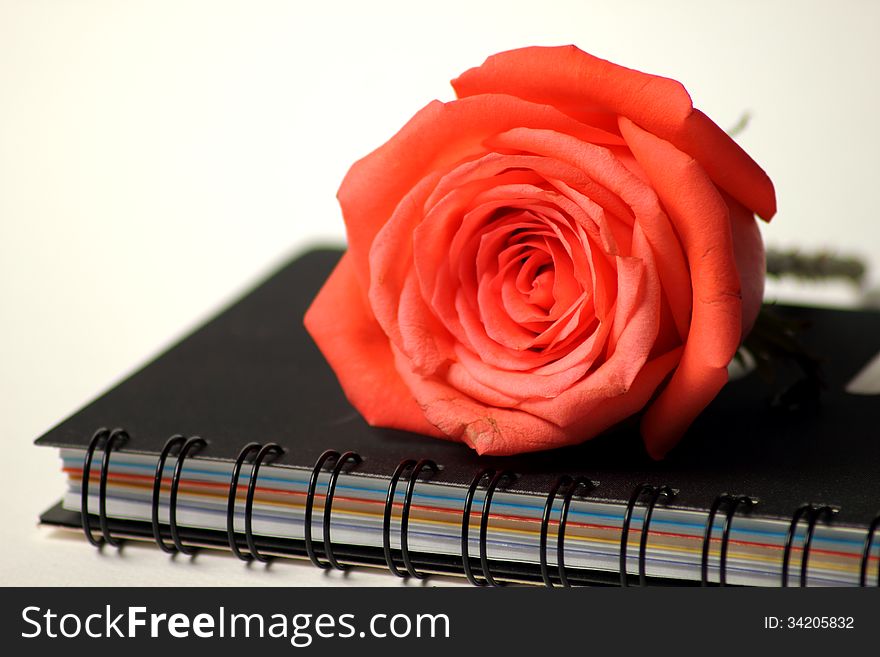 The Extreme macro shot of a pink rose in partial bloom.