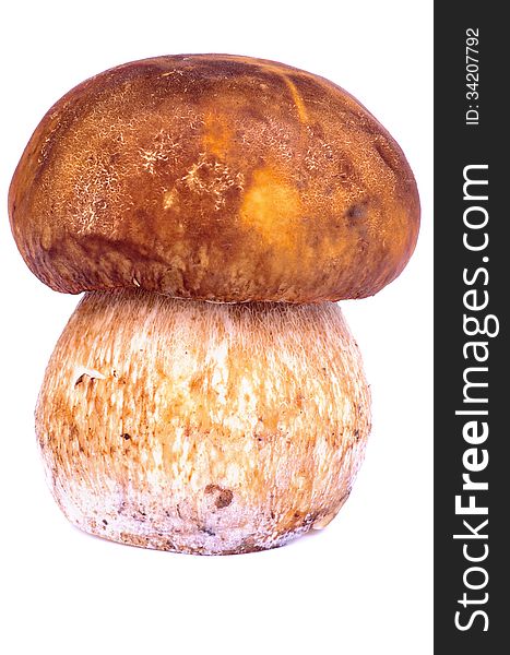 Porcini Mushroom