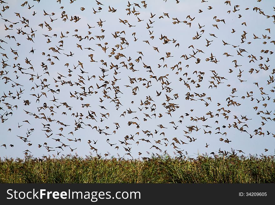 Group of starlings flying over the reed