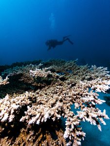 Diver & Coral Stock Image Diver & Coral Stock Image