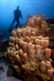 Coral And Scuba Diver Underwater Stock Photography