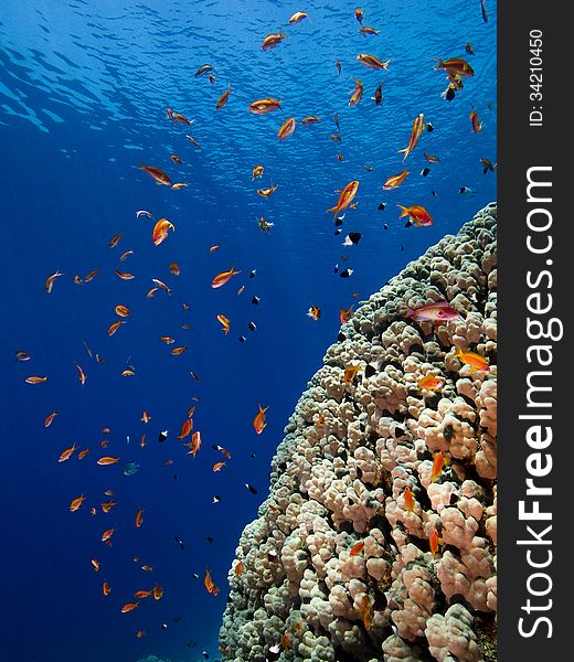 Part of a huge brain-coral in the Red Sea of Egypt with plenty of red fishes around it. Light-blue water background with some ripples at the water surface. Part of a huge brain-coral in the Red Sea of Egypt with plenty of red fishes around it. Light-blue water background with some ripples at the water surface.