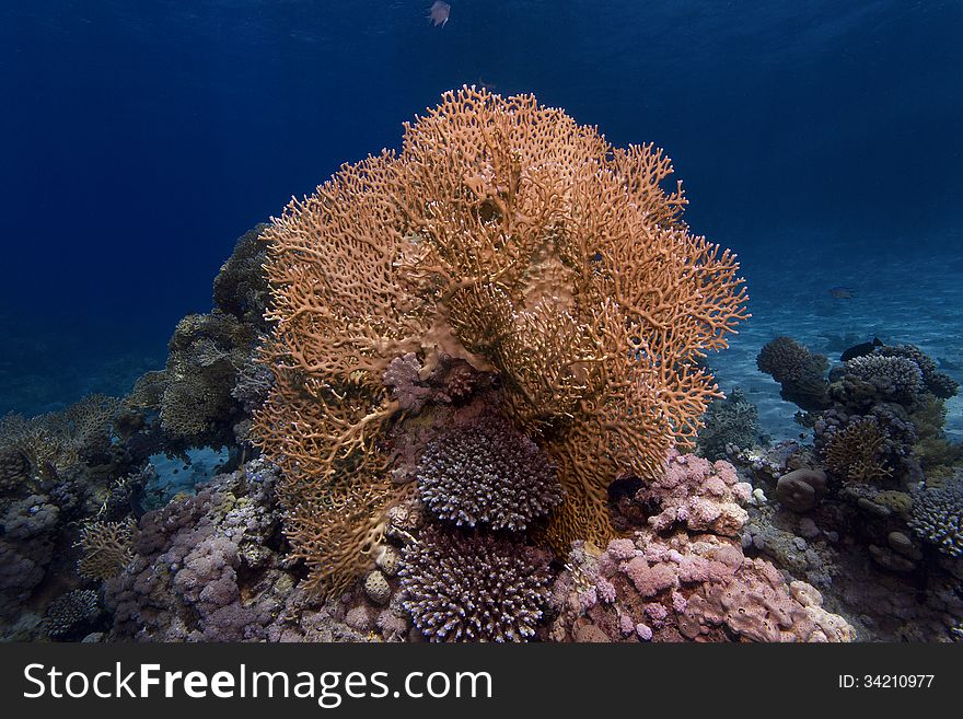 A single fire-coral in the tropical sea of Egypt, surrounded by blue water. Some soft-corals on bottom. A single fire-coral in the tropical sea of Egypt, surrounded by blue water. Some soft-corals on bottom.