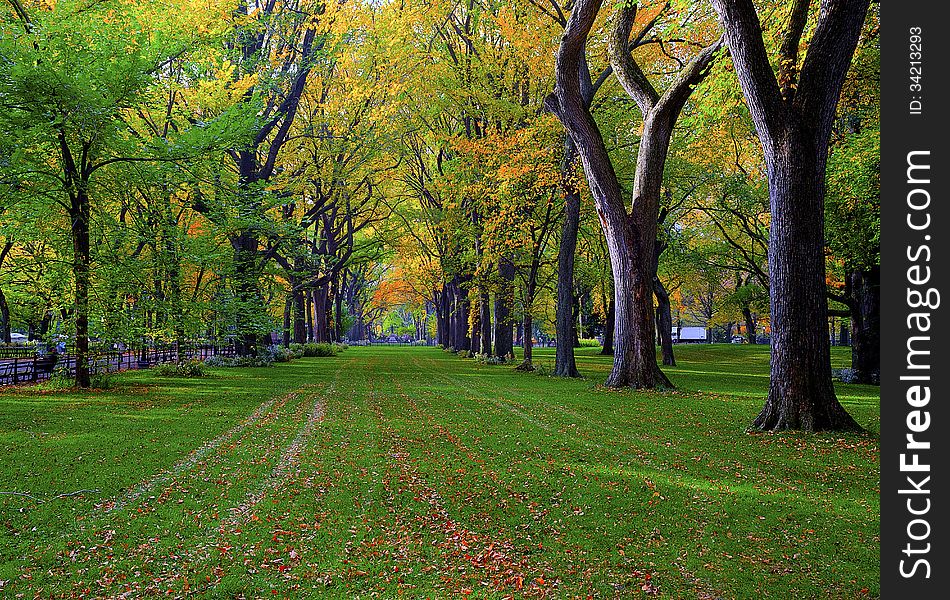 Beautiful park in the autumn. Beautiful park in the autumn