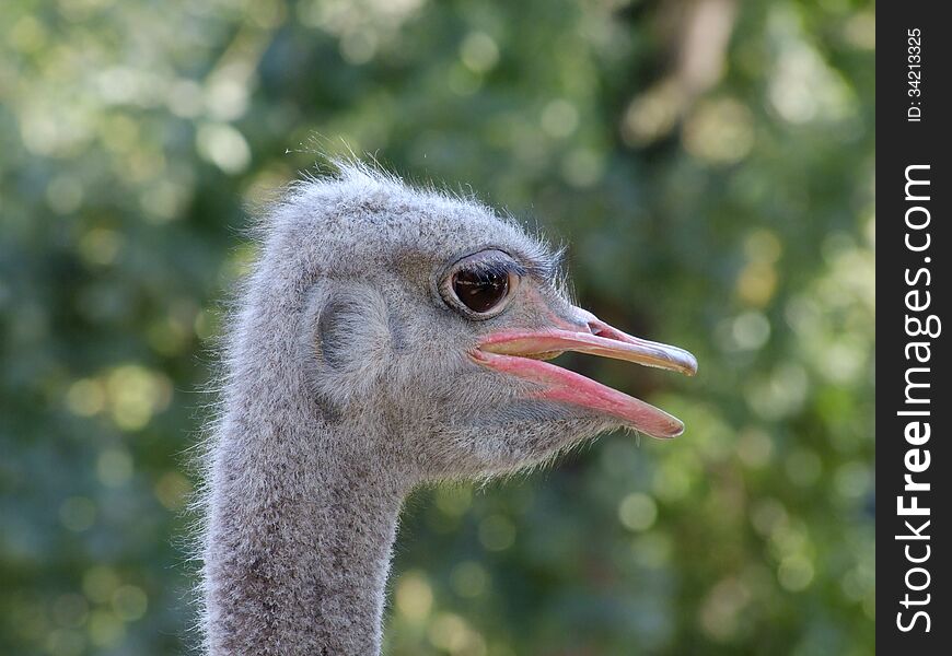 Portrait of an ostrich with his beak opened