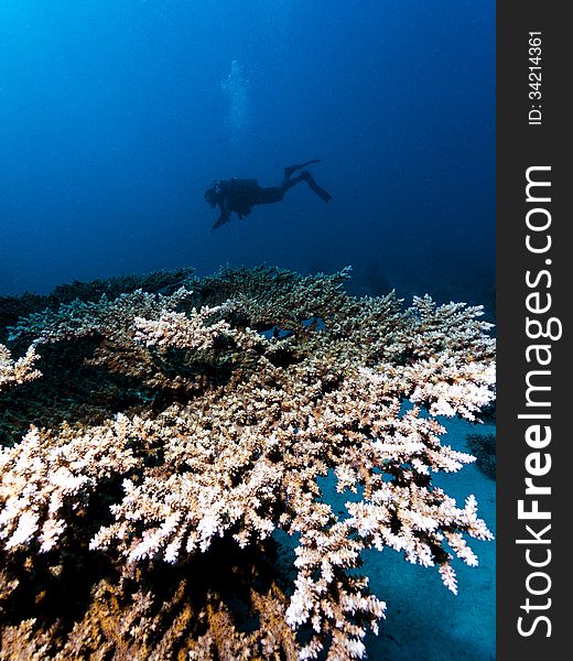 A huge table coral with a diver swimming in the blue water background. A huge table coral with a diver swimming in the blue water background.