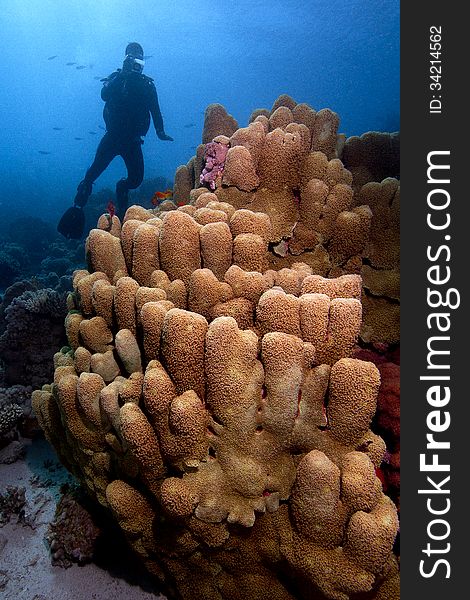 A huge coral with a scuba diver swimming in the blue water background. A huge coral with a scuba diver swimming in the blue water background.