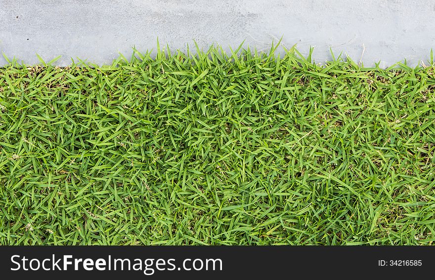 Green grass texture with concret