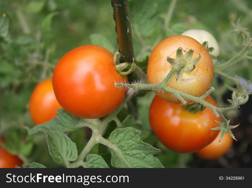 These home-grown tomatoes ripening on the vine are organic.