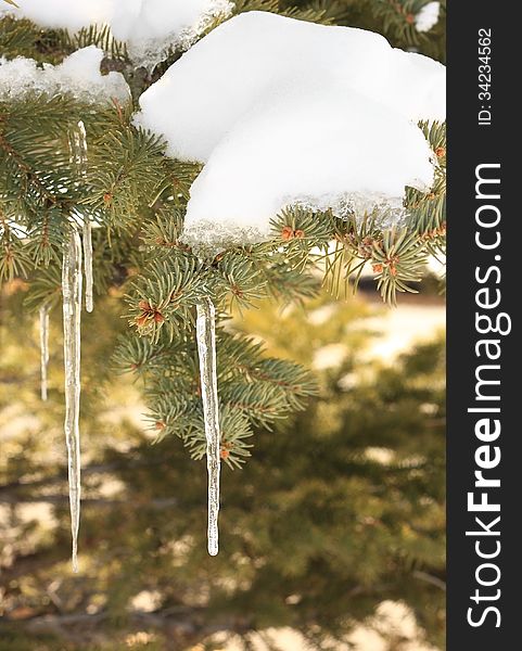 Spruce icicle