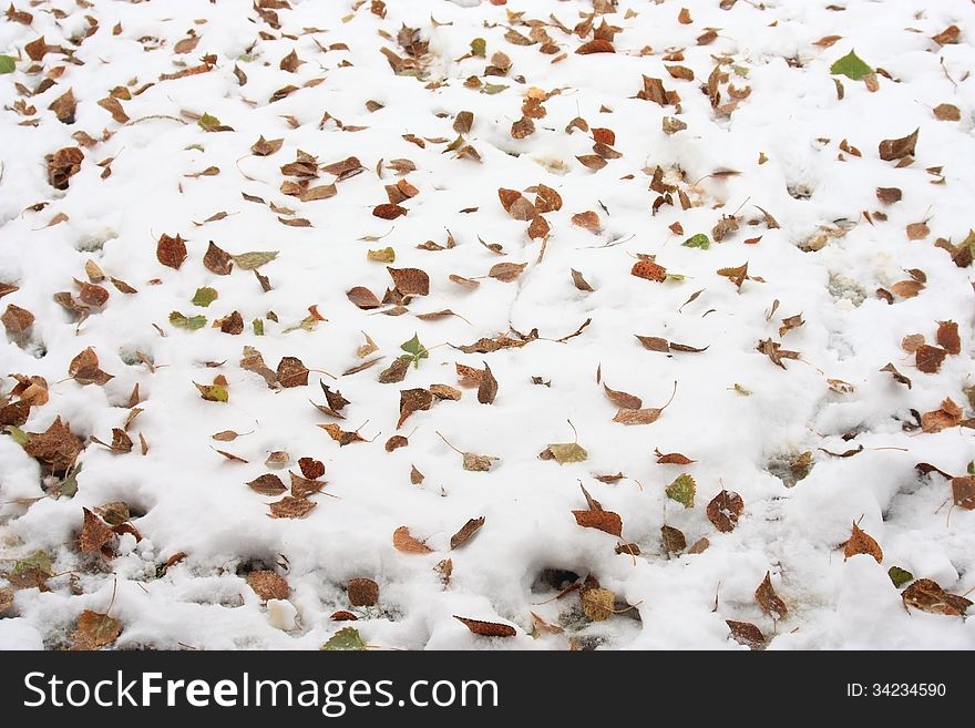 Orange autumn leaves in the snow background