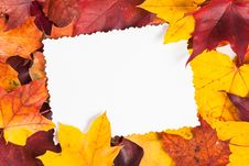 Autumn Maple Leaf Isolated On White Background Stock Photography Autumn Maple Leaf Isolated On White Background Stock Photography
