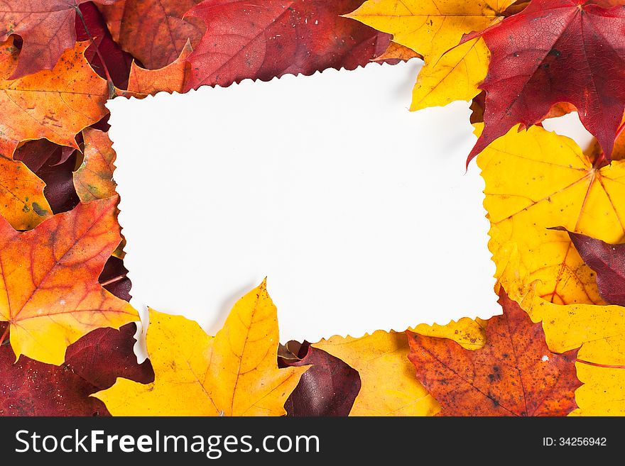 Fall Maple Leaves Border with White Background. Fall Maple Leaves Border with White Background