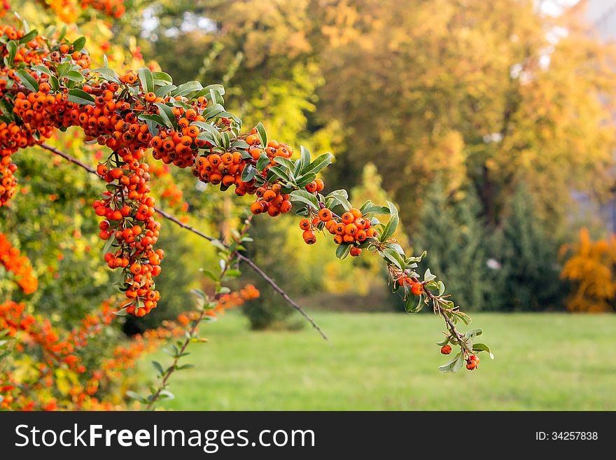 Orange mountain ash in autumn park