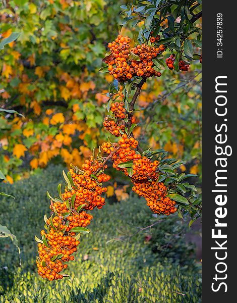 Orange branch of mountain ash on a background of grass and autumn leaves. Orange branch of mountain ash on a background of grass and autumn leaves