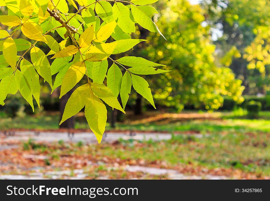 Colorful leaves close-up on a blury autumn city park background