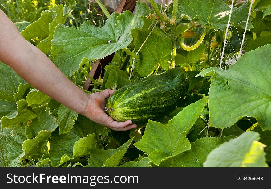 Garden green cucumber growing on a wine, ready to be picked.