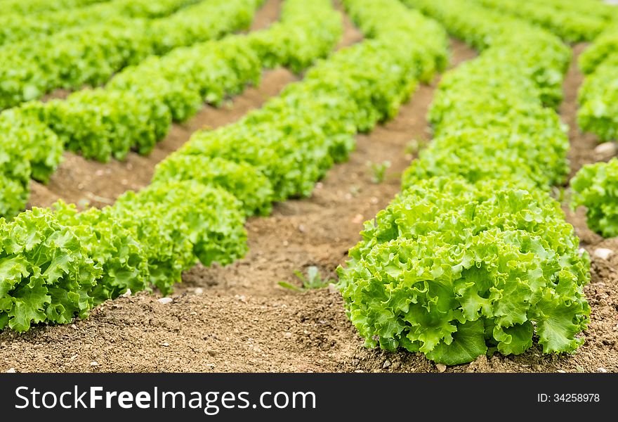 Lettuce field with defocused background.