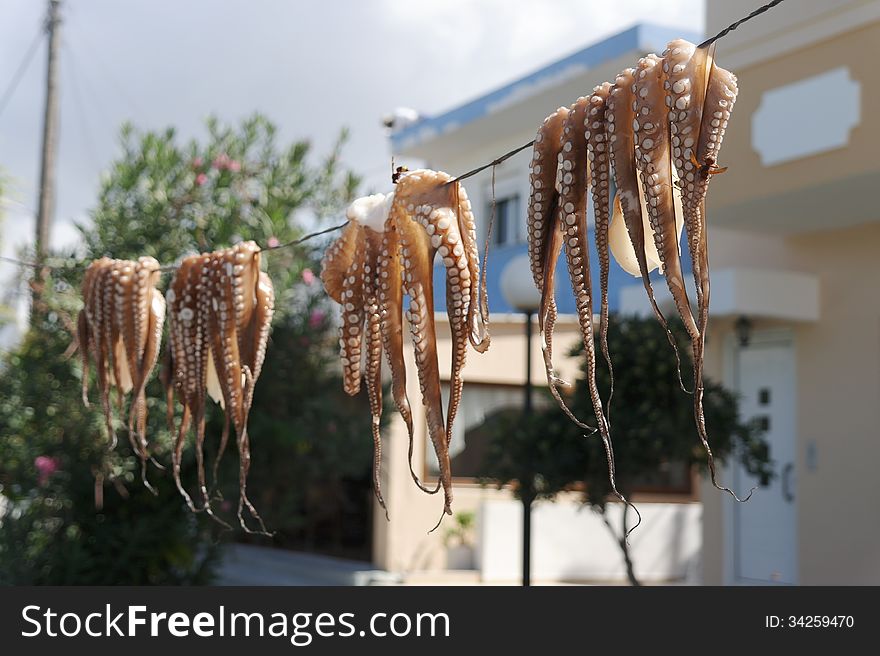 Fresh octopus for Greek cuisine