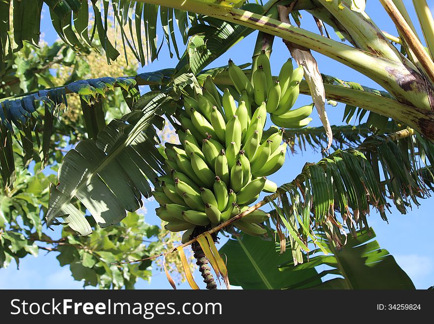 Green bananas on tree against blue sky