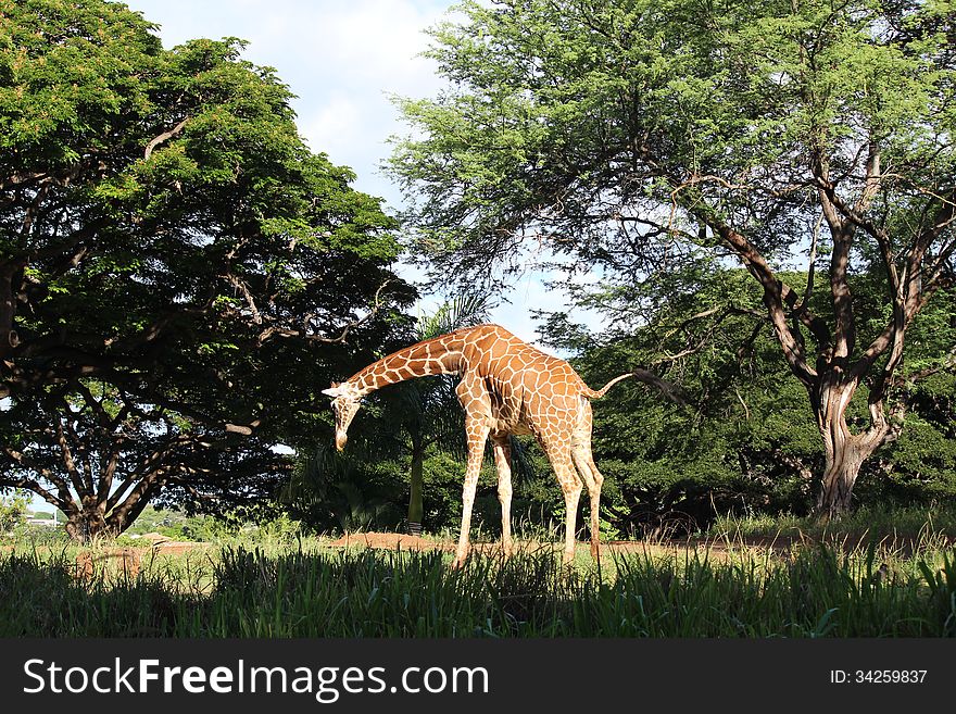 Giraffe walking in the Zoo