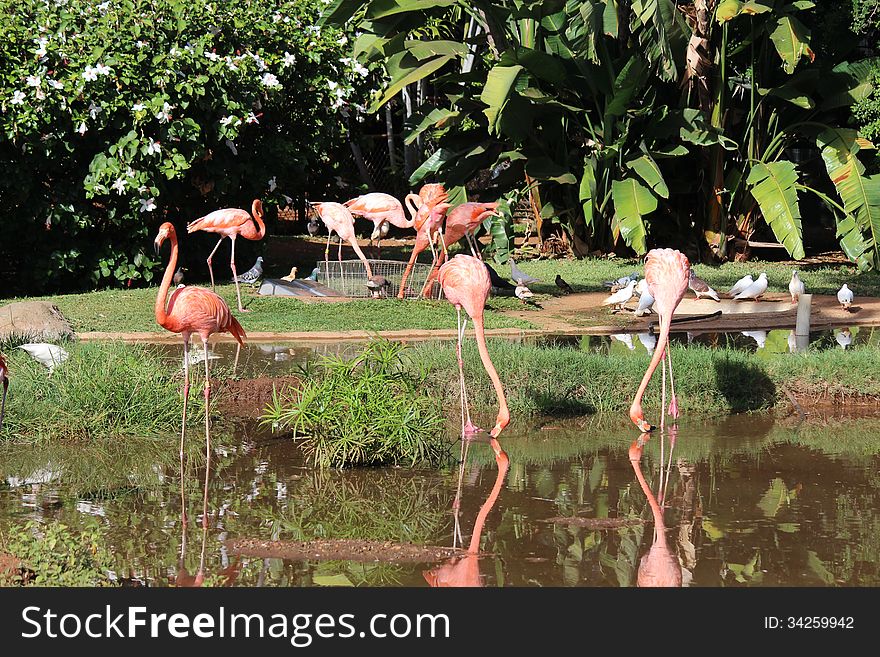 Pink lamingos in the pond. Pink lamingos in the pond