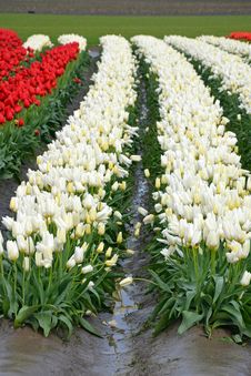 Rows Of Red And White Tulips Stock Photos Rows Of Red And White Tulips Stock Photos